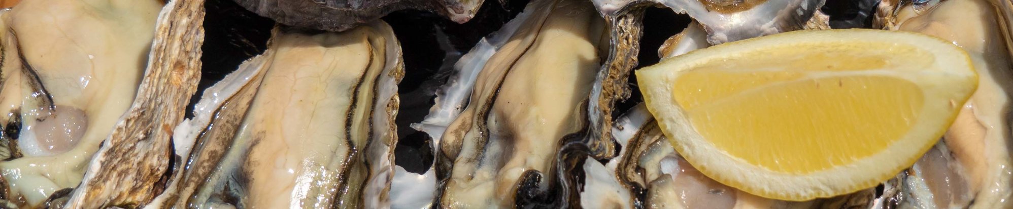  Bluff Oysters 
