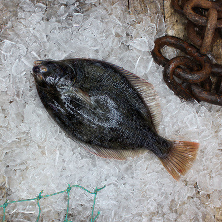 Flounders, Yellow Belly (Whole) - Mixed Grade KG