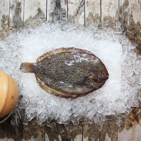 Turbot (Whole) KG