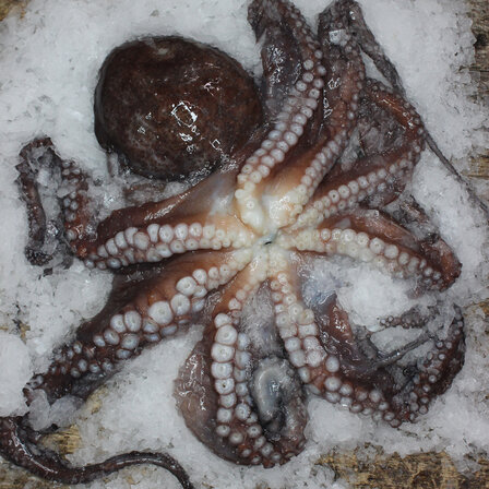 Frozen Whole Uncleaned Octopus 1-2 KG