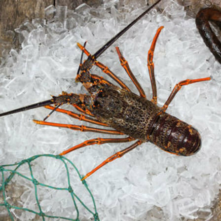 Fresh Crayfish 1.58 Kg EA