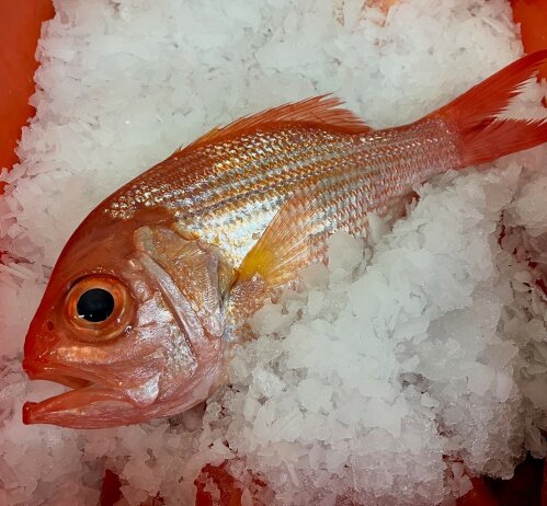 Red Snapper (Whole) KG