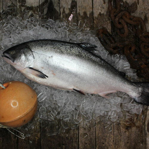 Whole King Salmon size 2.5-3kg EA