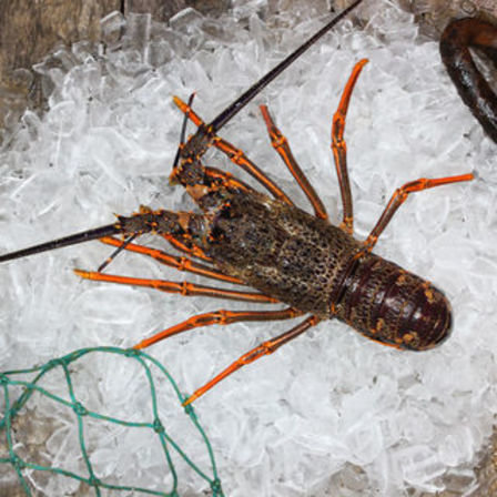 Fresh Crayfish 1.24 Kg EA