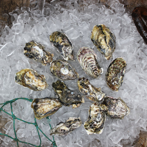 Te Kouma Bay Oysters (Fresh) LIVE DOZ